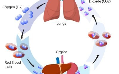 The Breath of Life: Understanding the Relationship Between Breathing and Carbon Dioxide